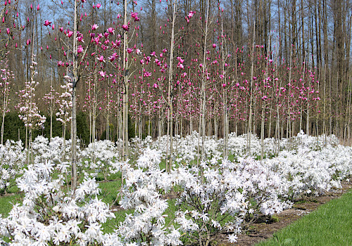 Ubbo Kruse, Baumschule, Pflanzenhandel, Pflanzenpflege, Landschaftspflege, Bäume, Sträucher, Ziergehölze, Obstgehölze, Forstpflanzen, Solitärbaum