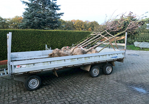 Ubbo Kruse, Baumschule, Pflanzenhandel, Pflanzenpflege, Landschaftspflege, Bäume, Sträucher, Ziergehölze, Obstgehölze, Forstpflanzen, Bäume umschulen