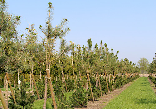 Ubbo Kruse, Baumschule, Pflanzenhandel, Pflanzenpflege, Landschaftspflege, Bäume, Sträucher, Ziergehölze, Obstgehölze, Forstpflanzen, Hecke, Immergrün