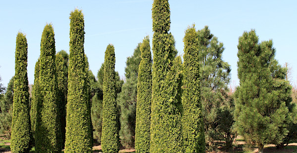 Ubbo Kruse, Baumschule, Pflanzenhandel, Pflanzenpflege, Landschaftspflege, Bäume, Sträucher, Ziergehölze, Obstgehölze, Forstpflanzen